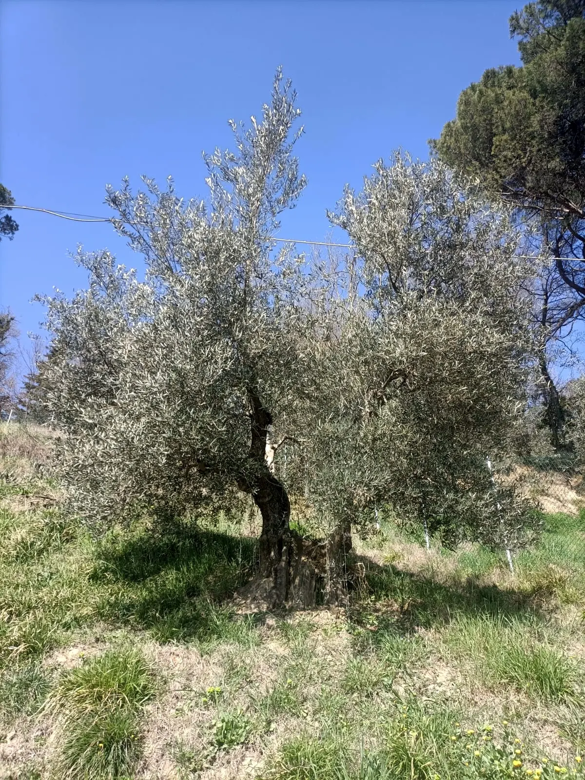 potatura delle olive