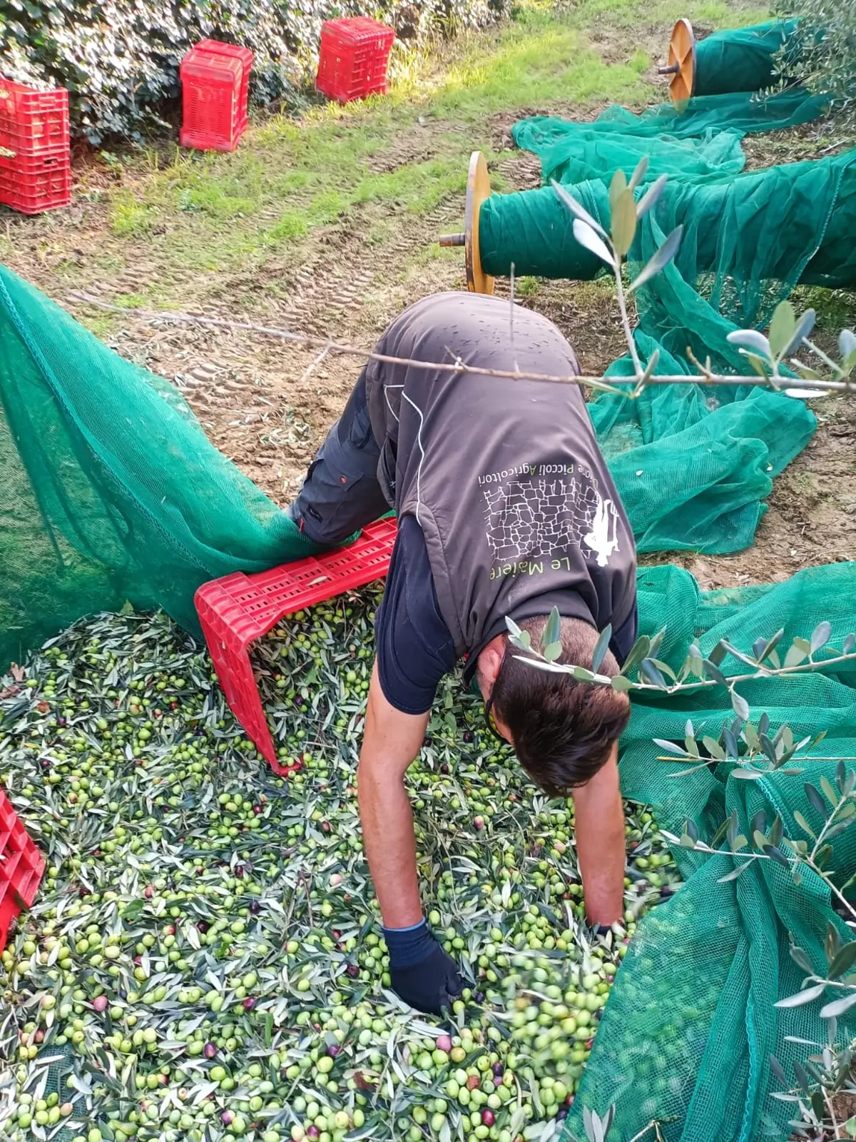 la raccolta delle olive a Casola Valsenio